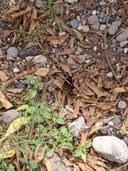 Anartia fatima colima