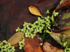 Lemna aequinoctialis