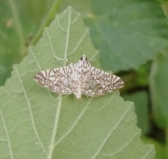 Glyphodes onychinalis