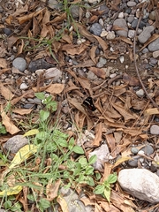 Anartia fatima colima