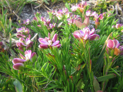Polygala ericifolia