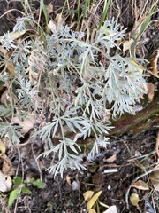 Artemisia arborescens