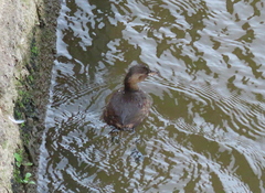 Tachybaptus ruficollis