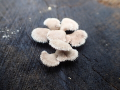 Schizophyllum commune