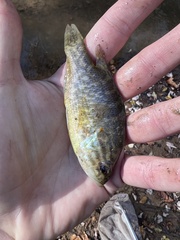 Lepomis gulosus