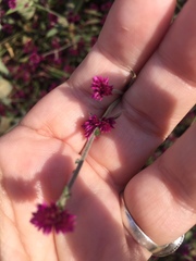 Alternanthera porrigens