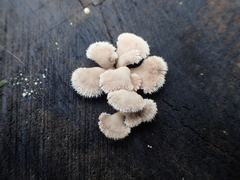 Schizophyllum commune