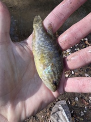Lepomis gulosus
