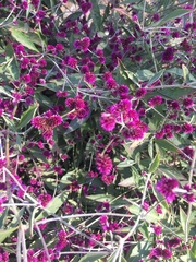 Alternanthera porrigens