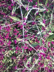 Alternanthera porrigens