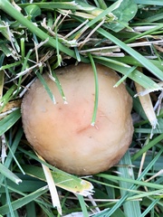 Agrocybe pediades