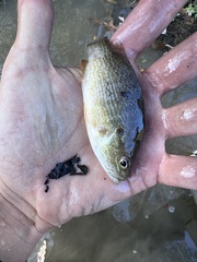Lepomis gulosus