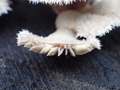 Schizophyllum commune