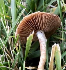 Agrocybe pediades