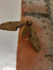 Protambulyx strigilis