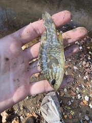 Lepomis gulosus