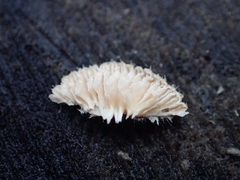 Schizophyllum commune