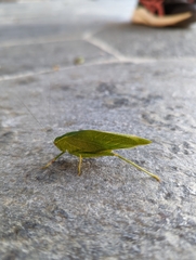 Microcentrum californicum