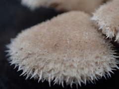 Schizophyllum commune