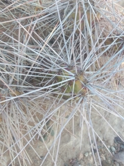 Airampoa ayrampo