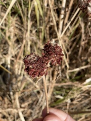 Trifolium pratense