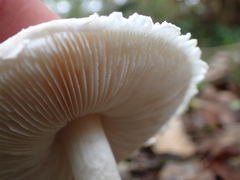 Fungi
