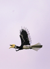 Anthracoceros albirostris