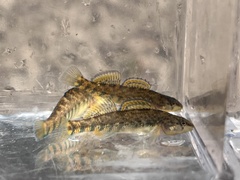 Etheostoma caeruleum