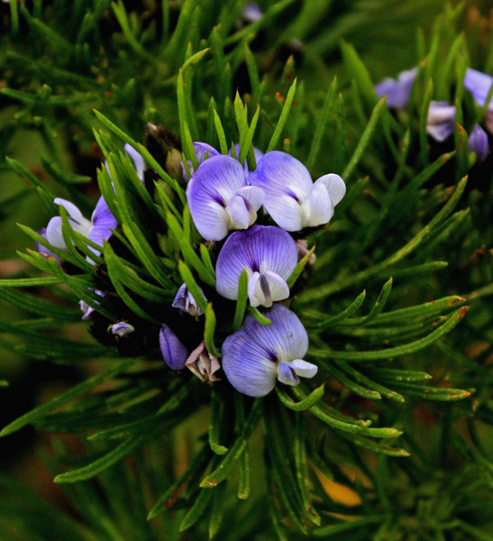 Psoralea