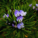 Psoralea affinis - Photo (c) FOSTER, algunos derechos reservados (CC BY-NC), uploaded by FOSTER