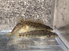 Etheostoma caeruleum