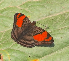 Adelpha mesentina