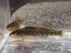 Etheostoma caeruleum