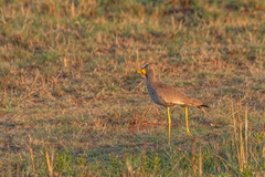 Vanellus senegallus