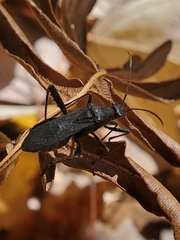 Alydus