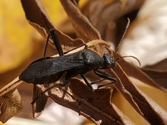 Alydus