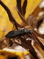 Alydus