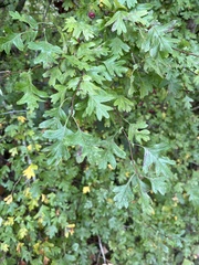 Crataegus monogyna