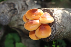 Flammulina velutipes