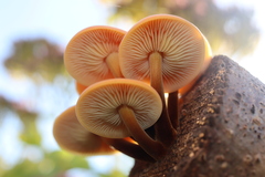 Flammulina velutipes