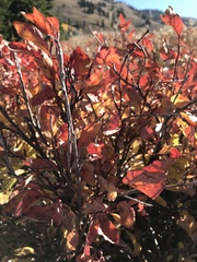 Vaccinium membranaceum