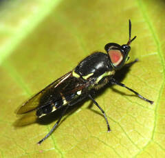 Stratiomyini