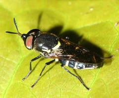 Stratiomyini