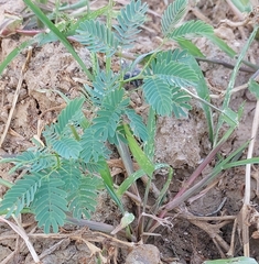 Prosopis juliflora