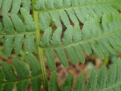 Dryopteris filix-mas