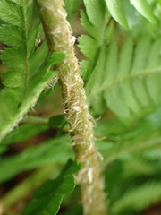 Dryopteris filix-mas