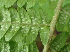 Dryopteris filix-mas