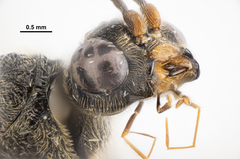 Aulacidae