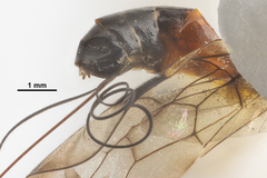 Aulacidae