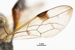Aulacidae